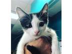 Ted, American Shorthair For Adoption In Naples, Florida
