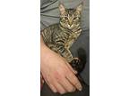 Ziggy & Bowie, Domestic Shorthair For Adoption In Mount Clemens, Michigan