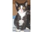 Pippen, Domestic Shorthair For Adoption In Ocala, Florida