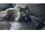 Betty & Cosmo, Domestic Shorthair For Adoption In Mount Clemens, Michigan