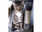 Morse Code, Domestic Shorthair For Adoption In Ocala, Florida