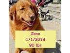 Zena, Golden Retriever For Adoption In West Hollywood, California