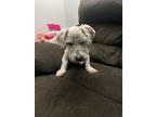 Kermit, Schnauzer (miniature) For Adoption In West Hollywood, California