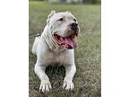 Kingsley, Staffordshire Bull Terrier For Adoption In Waxhaw, North Carolina