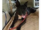 Frankie, Staffordshire Bull Terrier For Adoption In Williston, Florida