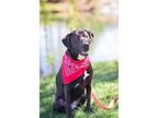 Buzz, Labrador Retriever For Adoption In Waxhaw, North Carolina