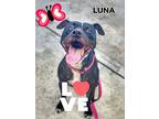 Lua, American Staffordshire Terrier For Adoption In Hialeah, Florida