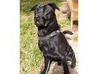 Max, Labrador Retriever For Adoption In Ocala, Florida