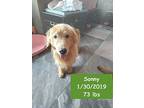 Sonny, Golden Retriever For Adoption In West Hollywood, California