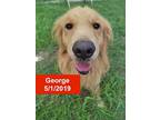 George, Golden Retriever For Adoption In West Hollywood, California