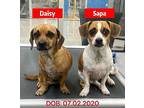 Daisy - Bonded Pair With Sapa, Dachshund For Adoption In West Hollywood