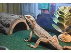 Mushu, Lizard For Adoption In Burlingham, New York
