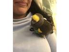 Meyers Parrot, Parrot - Other For Adoption In Clovis, New Mexico