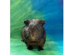 Rex, Guinea Pig For Adoption In Mission Viejo, California