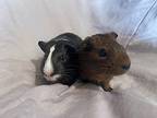Kevin Mchale & Lady Bird, Guinea Pig For Adoption In Mission Viejo, California