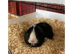 Cosmic, Guinea Pig For Adoption In Mission Viejo, California