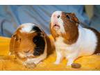 Milo And Whiskers, Guinea Pig For Adoption In Mission Viejo, California