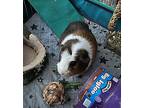 Bear, Guinea Pig For Adoption In Mission Viejo, California