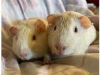 Laverne And Shirley, Guinea Pig For Adoption In Mission Viejo, California