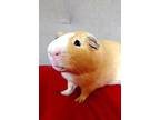 Alvin, Guinea Pig For Adoption In Mission Viejo, California