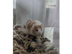 Hawkweed, Mouse For Adoption In Chicago, Illinois