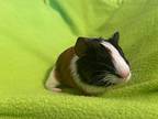 Joey, Guinea Pig For Adoption In Mission Viejo, California