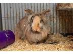 Young Lionheads!, Lionhead For Adoption In Landenberg, Pennsylvania