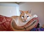 Cheddar, Domestic Shorthair For Adoption In Harleysville, Pennsylvania