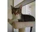 Hansel, Domestic Shorthair For Adoption In Barnwell, South Carolina