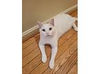 Ross, Domestic Shorthair For Adoption In Sykesville, Maryland