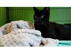 Lizzy, Domestic Shorthair For Adoption In Barnwell, South Carolina