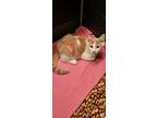 Umber, Domestic Shorthair For Adoption In Sykesville, Maryland
