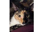 Valora23, Domestic Mediumhair For Adoption In Youngsville, North Carolina