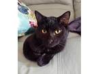 Elsa23, Domestic Shorthair For Adoption In Youngsville, North Carolina