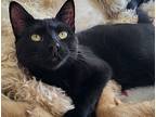 Justine, Domestic Shorthair For Adoption In Sykesville, Maryland