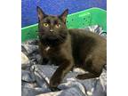 Andy, Domestic Shorthair For Adoption In Dunkirk, New York