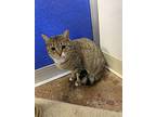 Lilith, Domestic Shorthair For Adoption In Dunkirk, New York