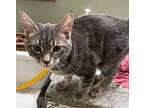 Smokey, Domestic Shorthair For Adoption In Calimesa, California