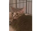 Penny, Domestic Shorthair For Adoption In Calimesa, California