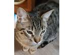 Crook, Domestic Shorthair For Adoption In Calimesa, California