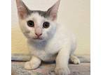 Snowball, Turkish Van For Adoption In Tehachapi, California