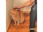 Eno: Courtesy Post, Domestic Shorthair For Adoption In New York, New York