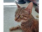 Maggie, Domestic Shorthair For Adoption In Calimesa, California