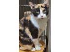 Bessie, Calico For Adoption In Sykesville, Maryland