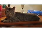 Tim-tim- Timmy, Domestic Shorthair For Adoption In Sykesville, Maryland