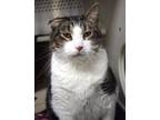 Mossey, Domestic Shorthair For Adoption In Williamsburg, Virginia