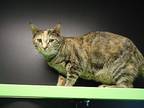 Basil, Domestic Shorthair For Adoption In Barnwell, South Carolina