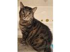 Banjo, Domestic Shorthair For Adoption In Sykesville, Maryland