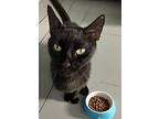 Jackie, American Shorthair For Adoption In Fort Lauderdale, Florida