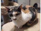 Macy, Domestic Shorthair For Adoption In Sykesville, Maryland